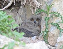 40b aus der Horstwand gefallen